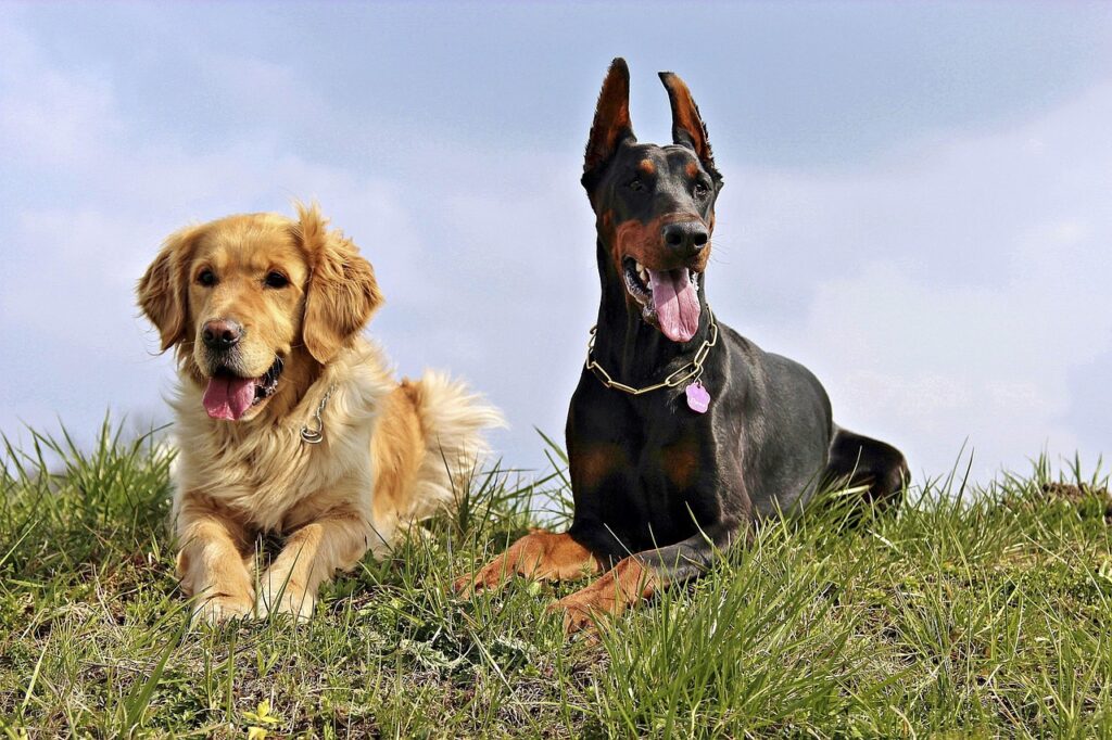 doberman, golden retriver, dogs, doberman, doberman, doberman, doberman, doberman, golden retriver, golden retriver