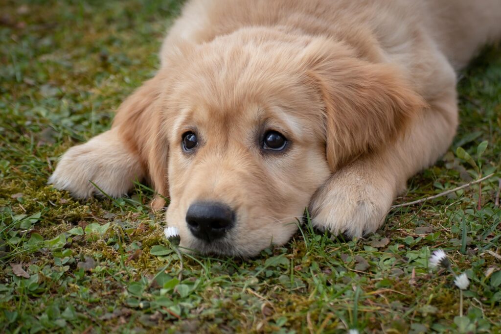 dog, puppy, golden retriever, breed, pet, canine, animal, nature, mammal, purebred dog, friend, grass, meadow