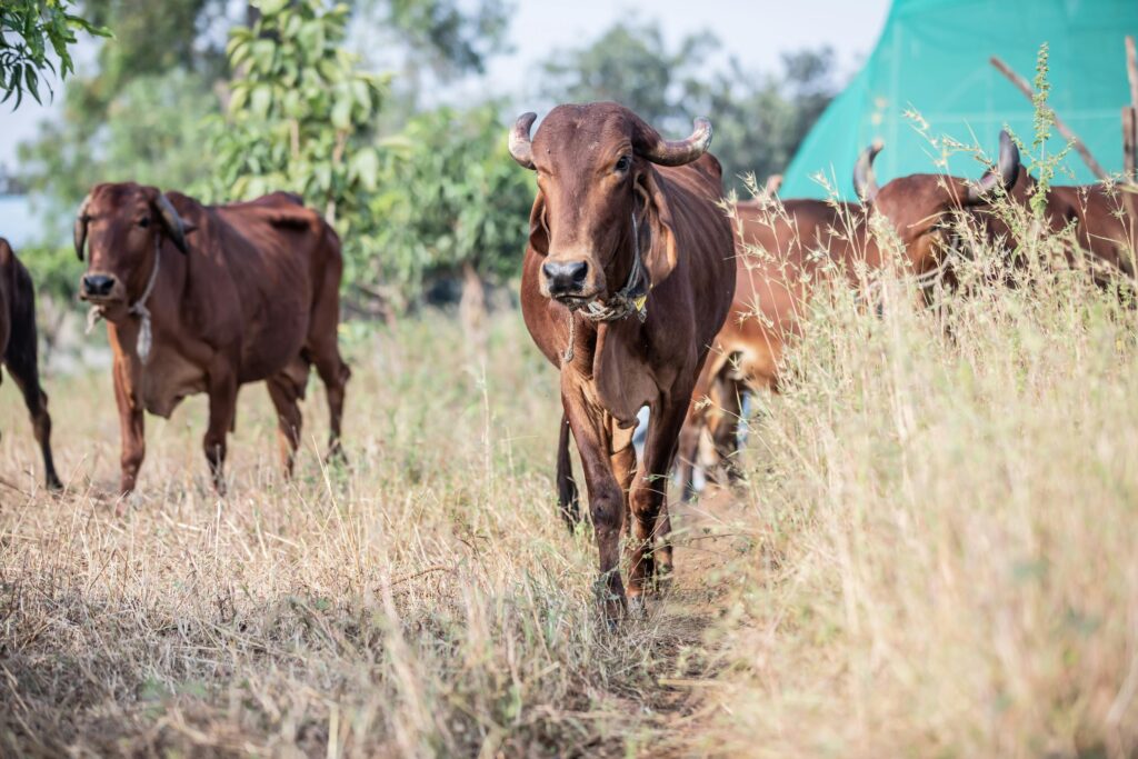 A herd of brown cows grazing in an open field on a sunny day, showcasing rural life.