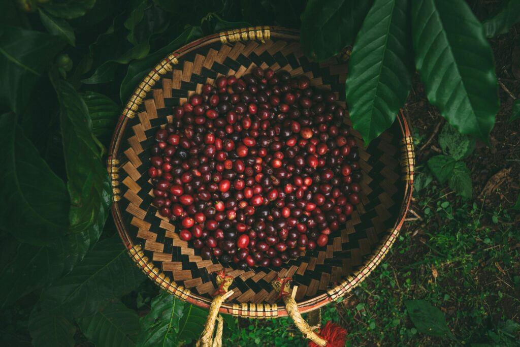 Top view of ripe coffee cherries in a traditional woven basket amidst lush green leaves.